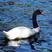 Black-necked Swan